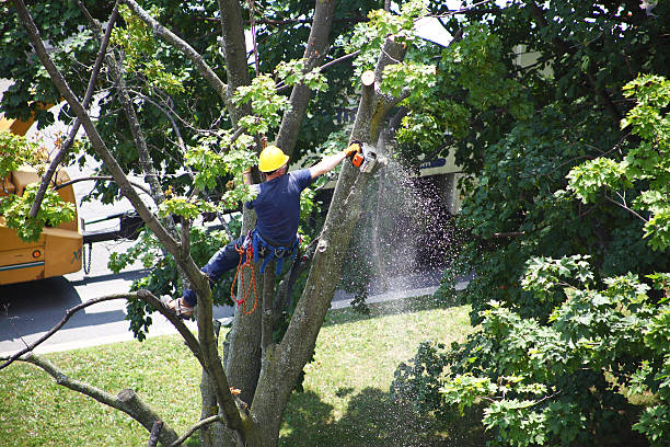 How Our Tree Care Process Works  in  Pinetop Country Clu, AZ